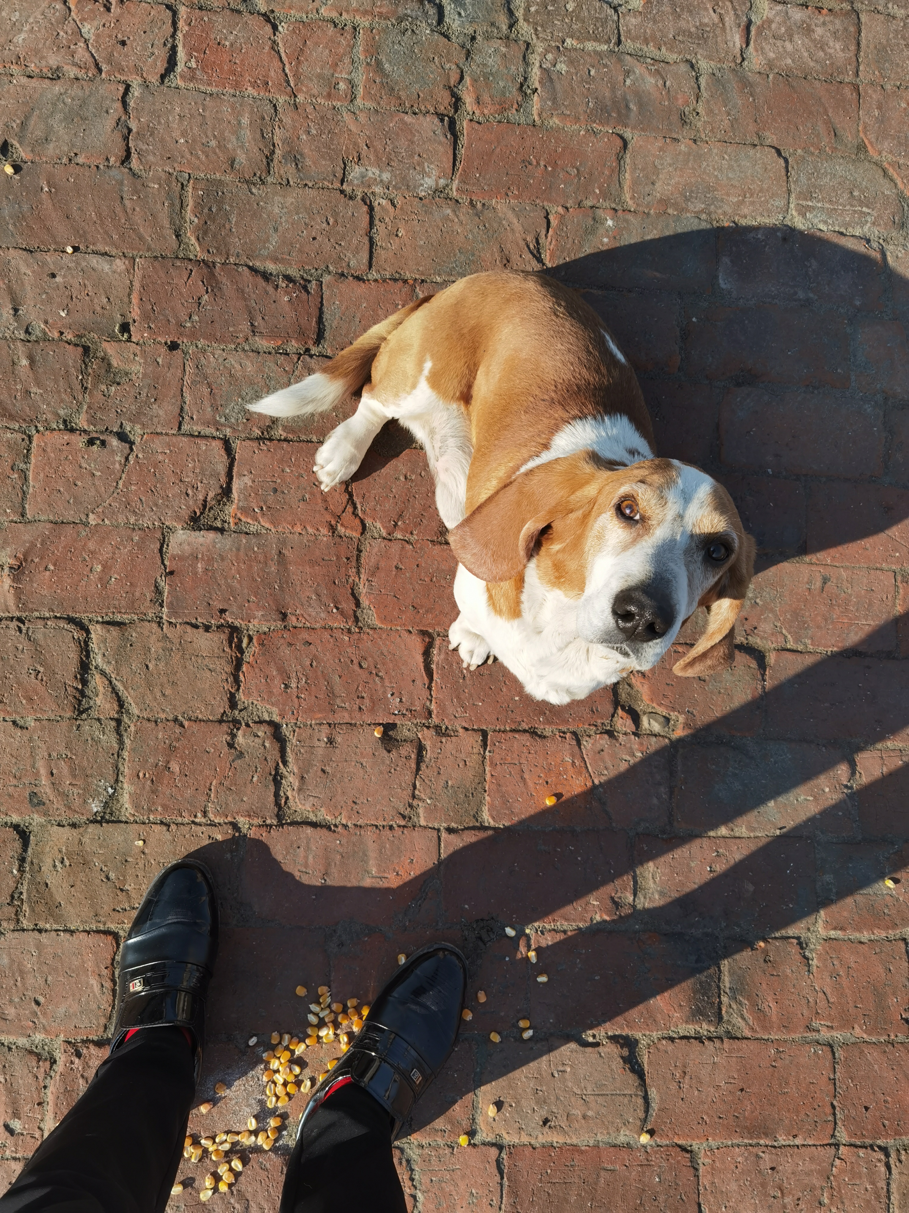 巴吉度犬